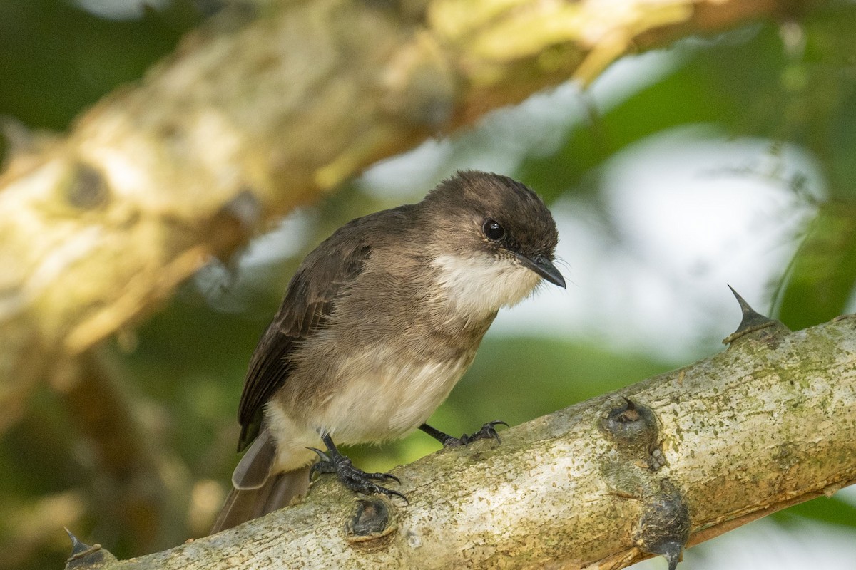 Swamp Flycatcher - Dinesh Kumar