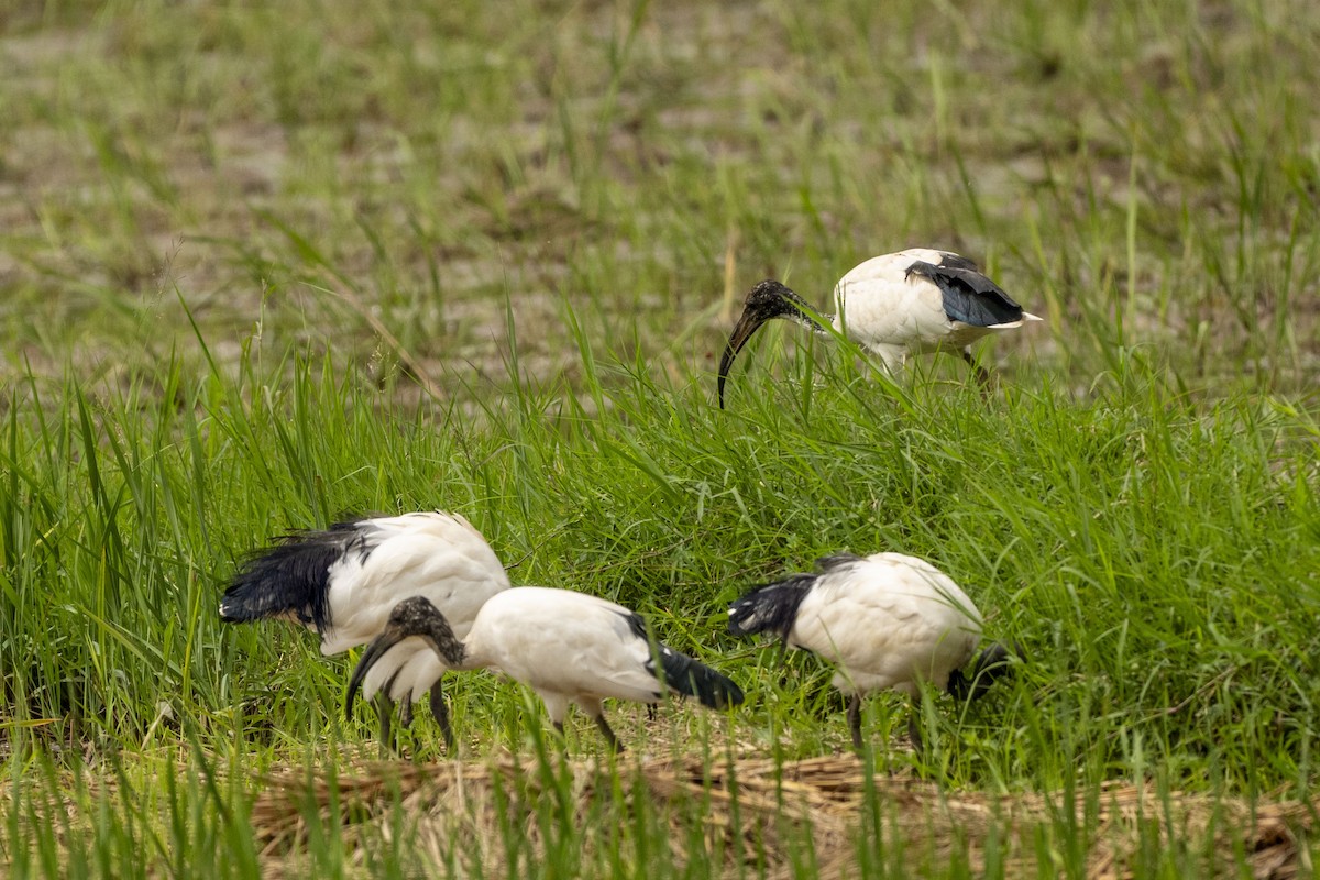 African Sacred Ibis - Dinesh Kumar