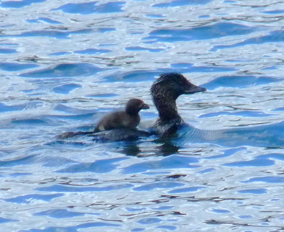 Musk Duck - ML614854006