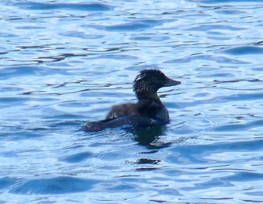 Musk Duck - ML614854007