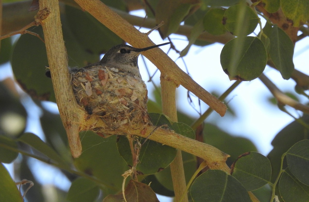 Anna's Hummingbird - ML614854058