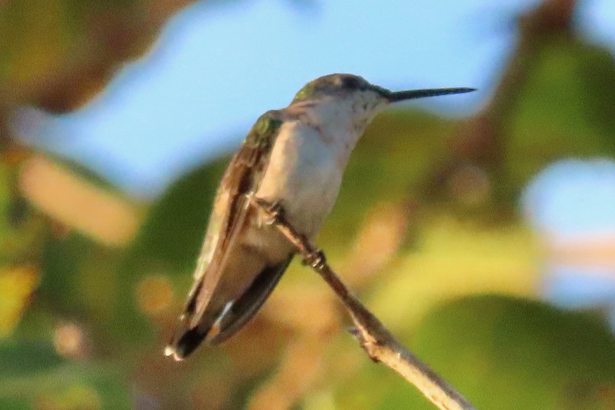 Colibri à gorge rubis - ML614854163