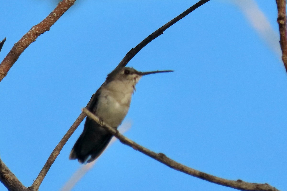 Ruby-throated Hummingbird - ML614854164