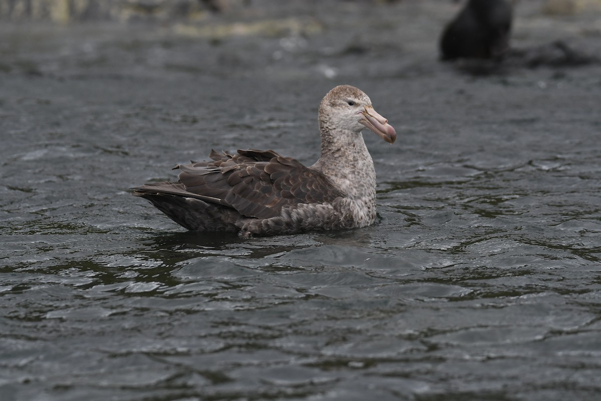 Northern Giant-Petrel - ML614854169