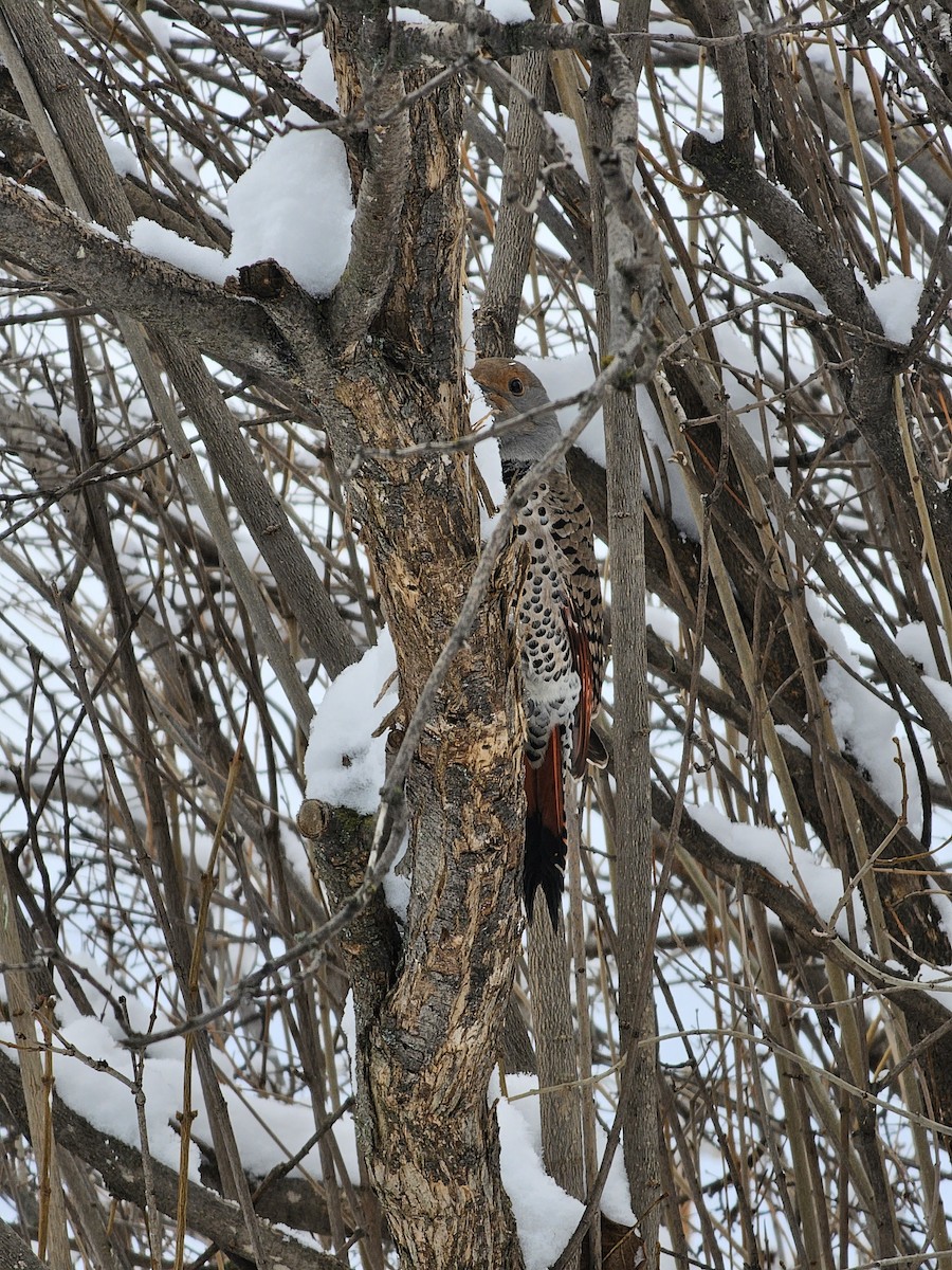 Northern Flicker (Red-shafted) - ML614854196