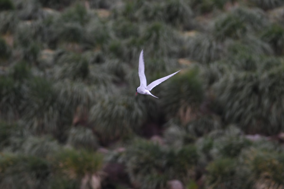 Antarctic Tern - John Cooper