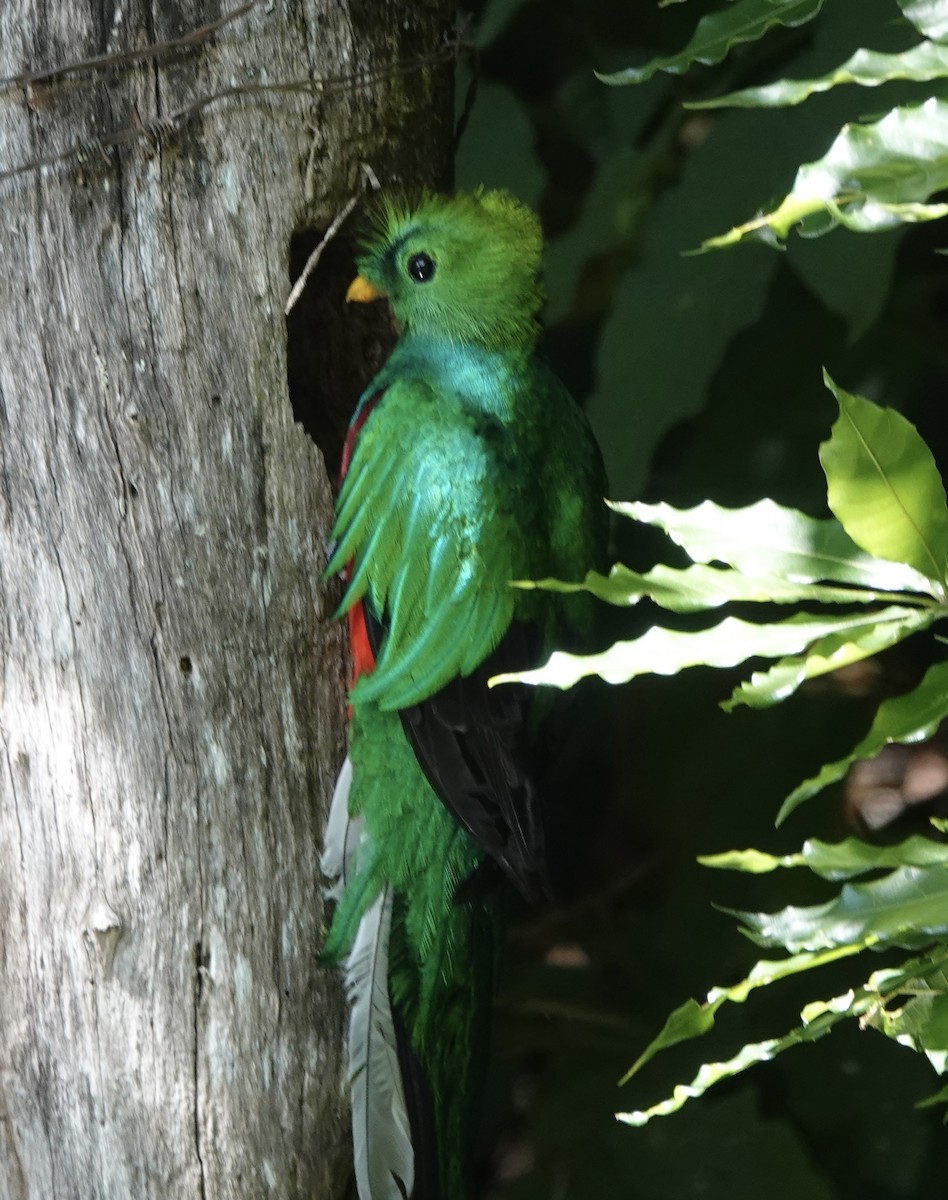 Resplendent Quetzal - ML614854216