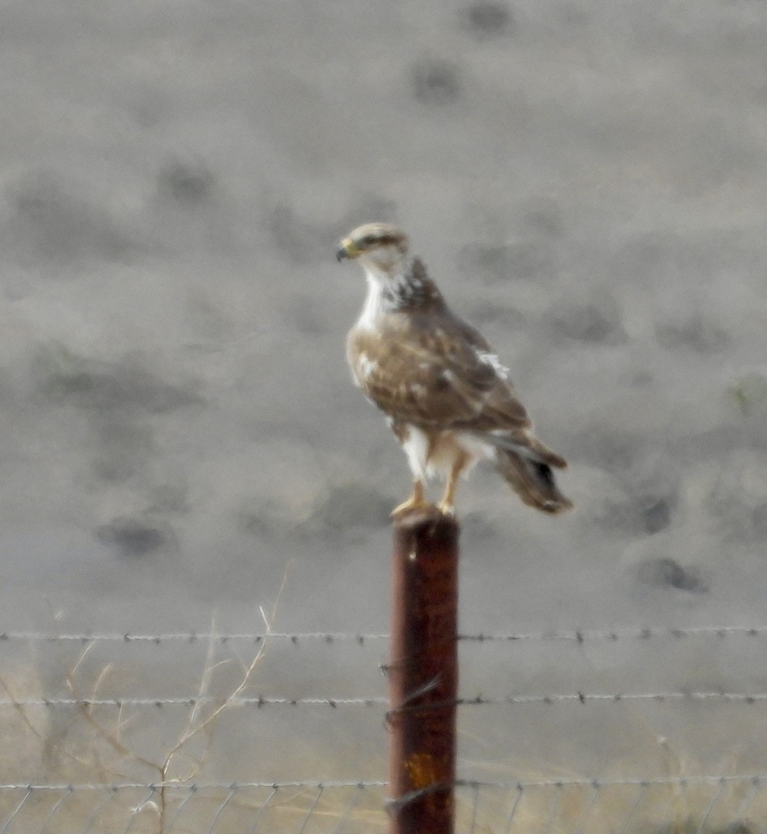 Ferruginous Hawk - ML614854221