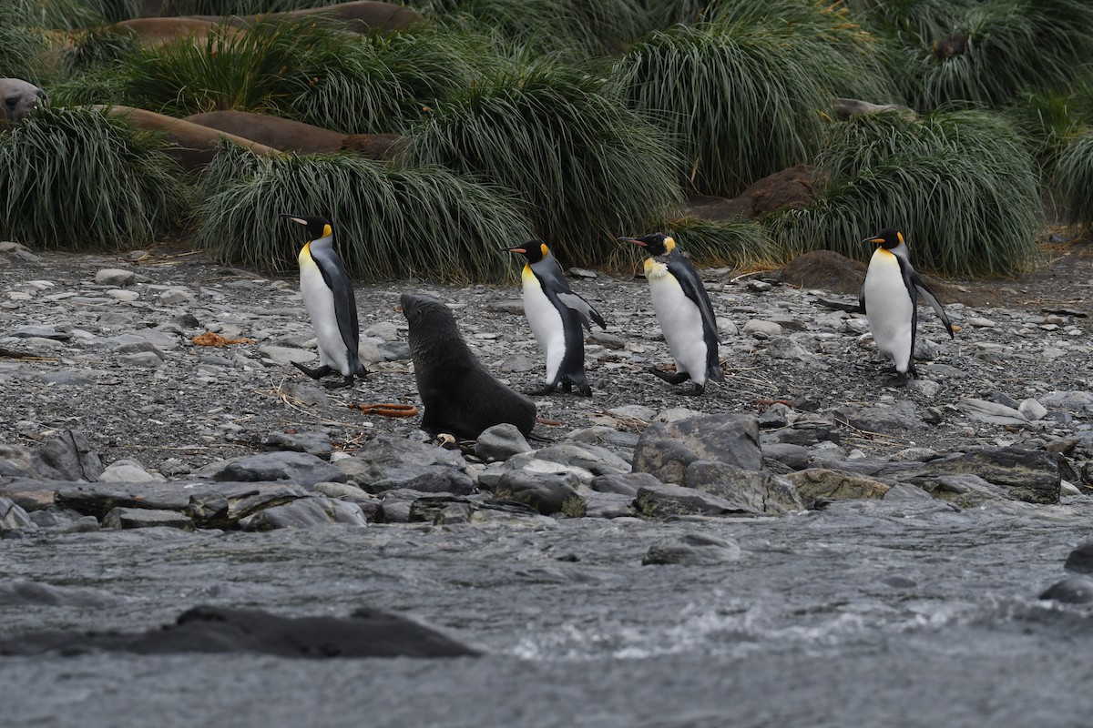 King Penguin - John Cooper