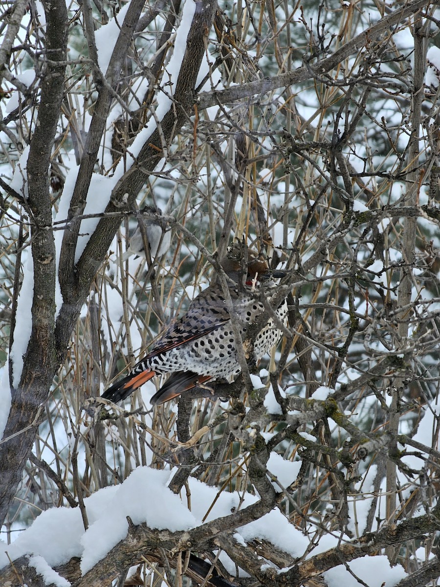 Northern Flicker (Red-shafted) - ML614854239