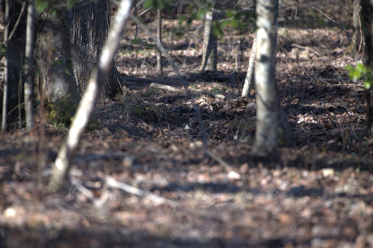 Миртовый певун - ML614854282