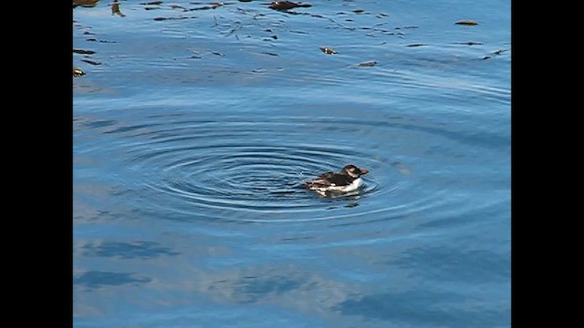 Horned Puffin - ML614854308