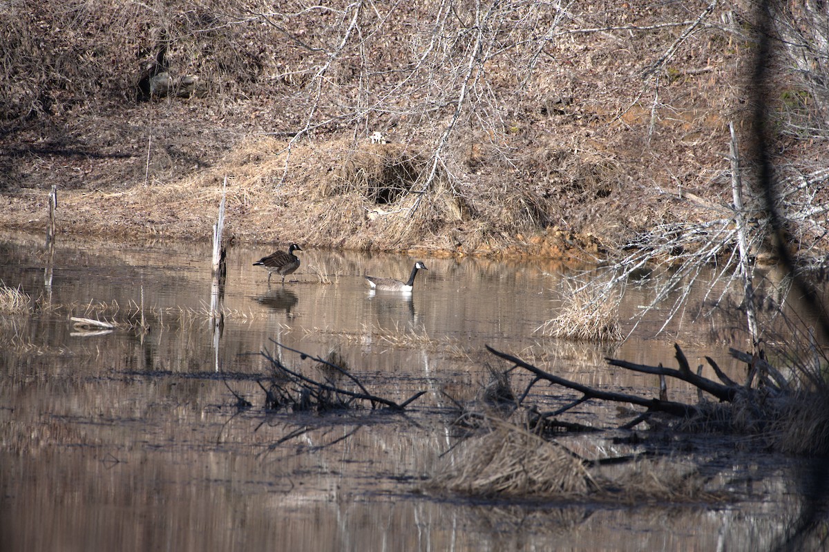 Канадская казарка - ML614854327