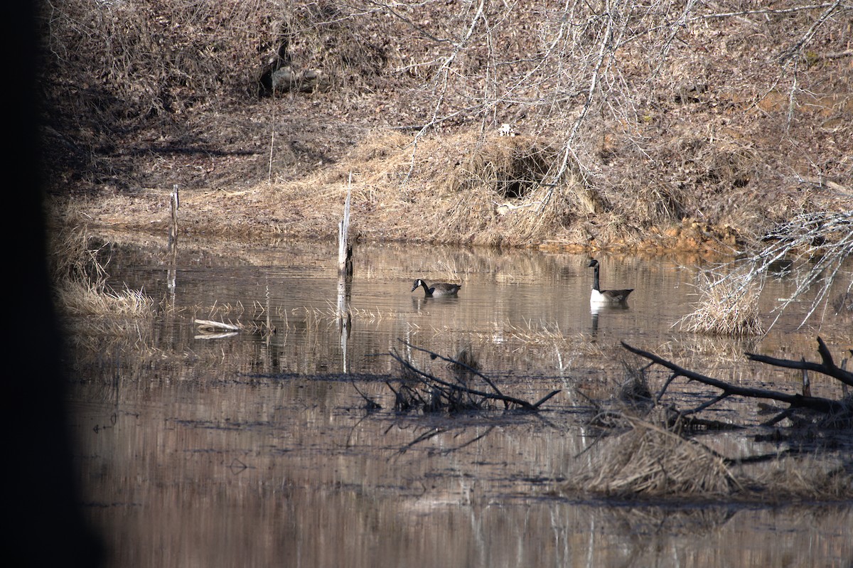 Канадская казарка - ML614854328