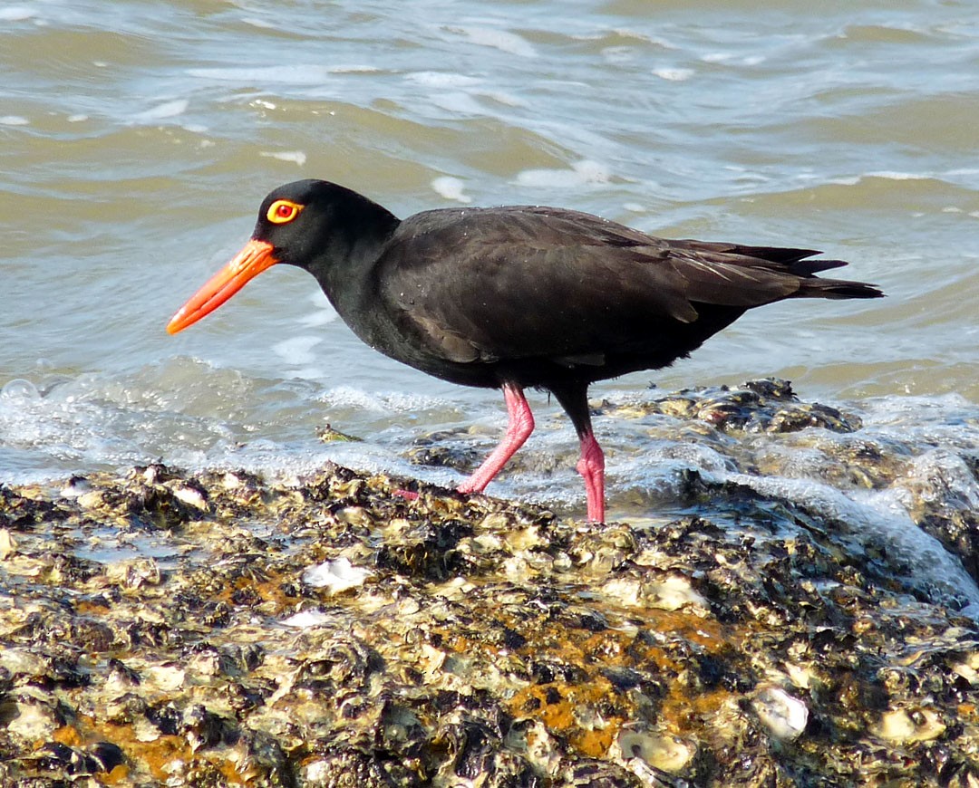 Sooty Oystercatcher - ML614854333