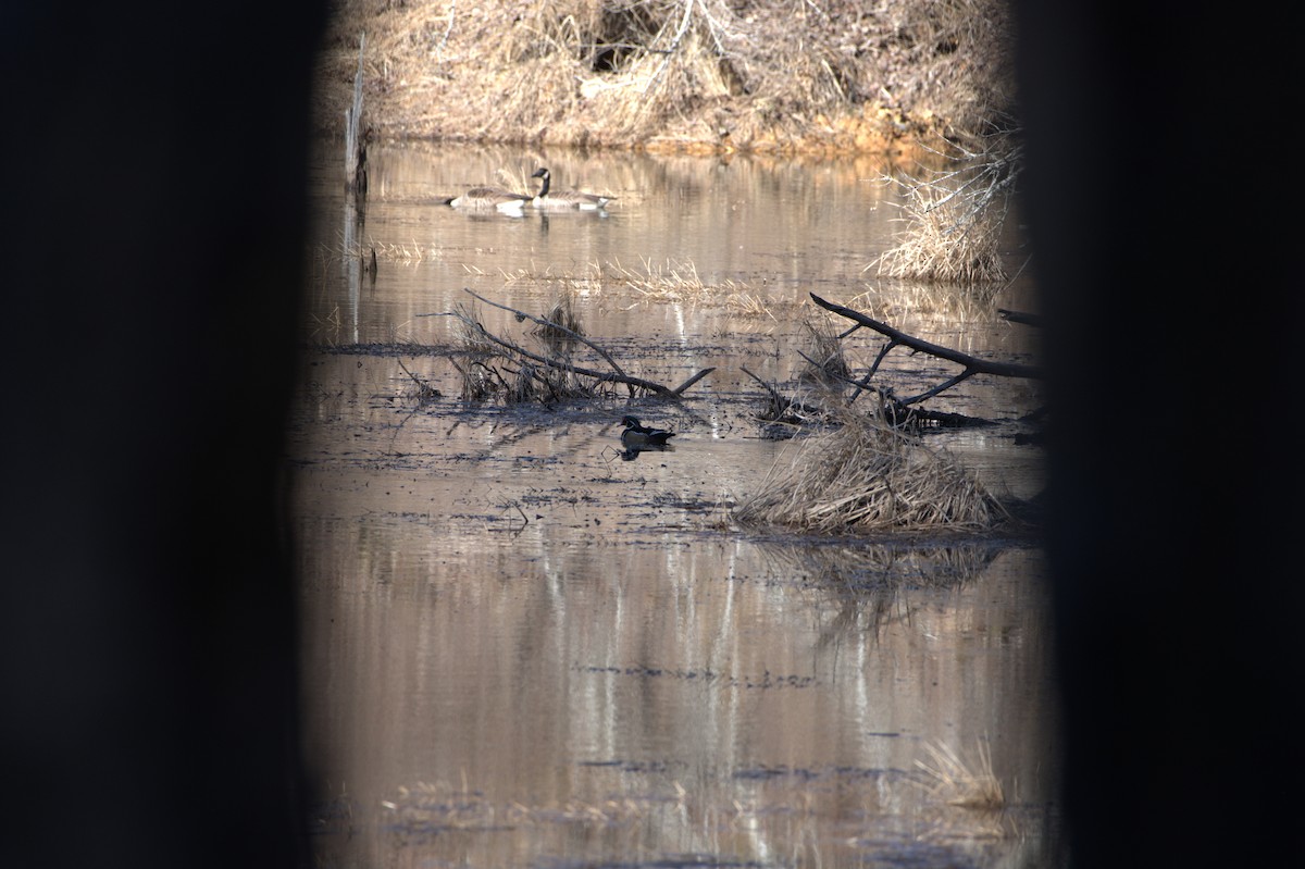 Каролинская утка - ML614854358