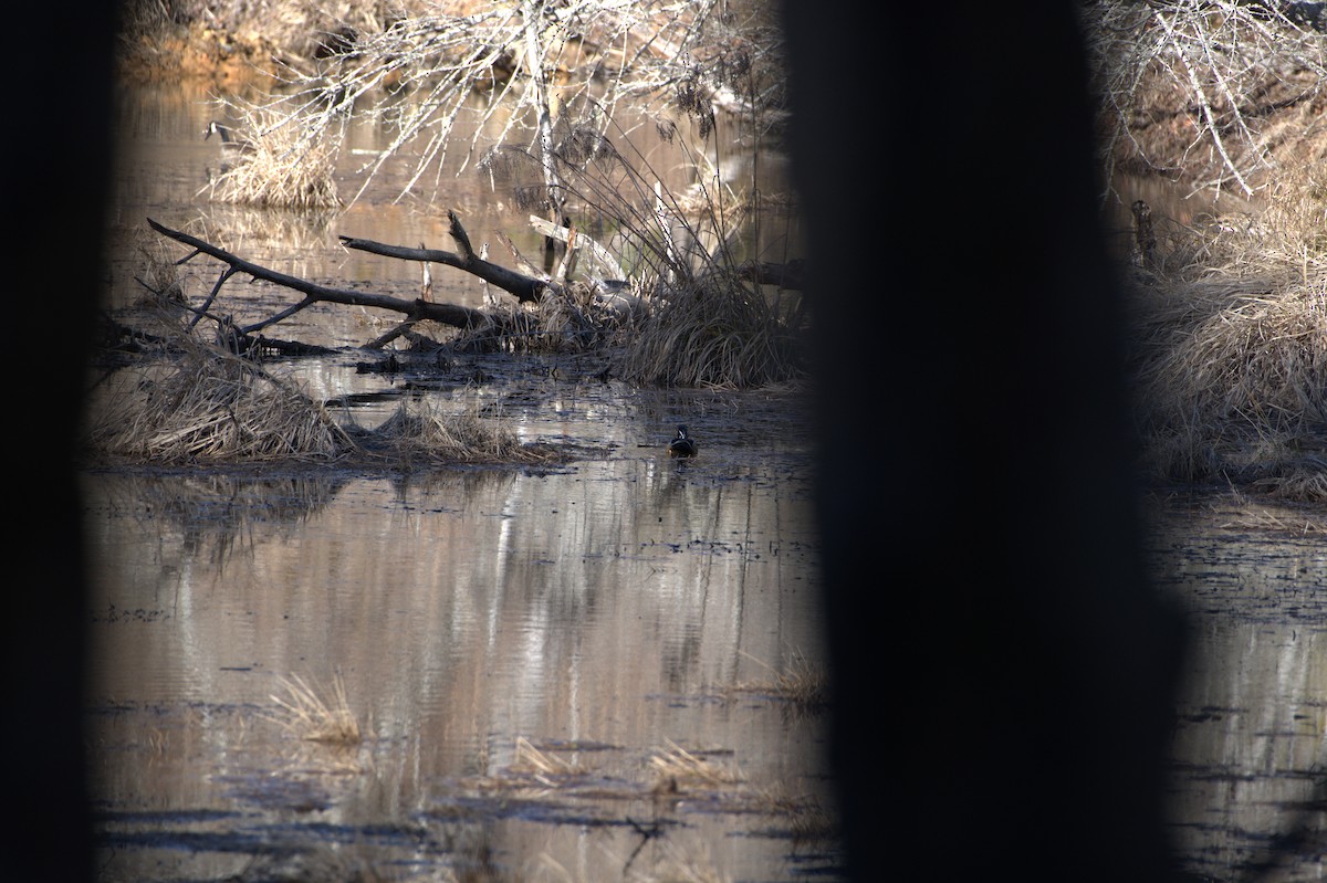 Каролинская утка - ML614854360