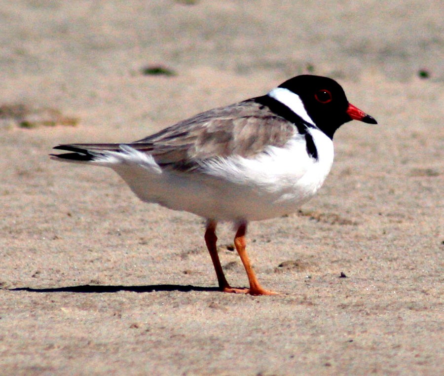 Hooded Plover - ML614854365