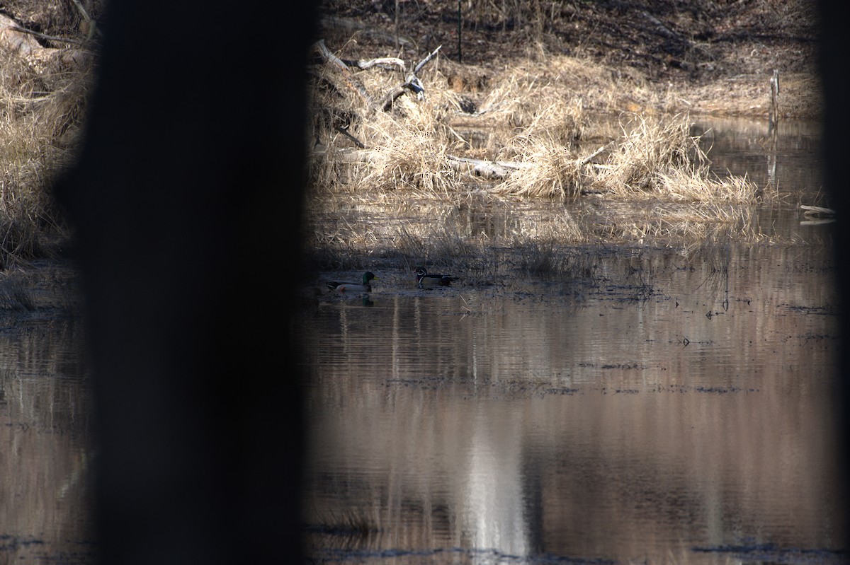 Кряква - ML614854377