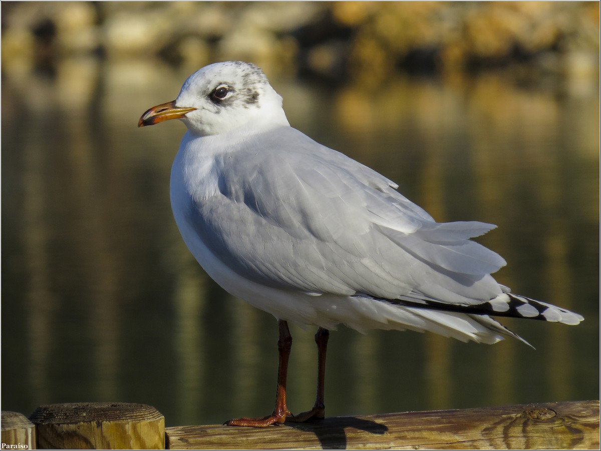 Mediterranean Gull - ML614854427