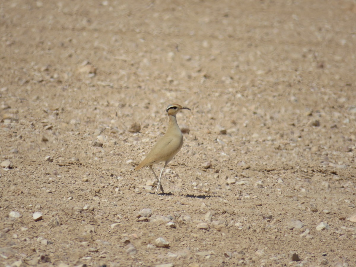 Cream-colored Courser - ML614854442