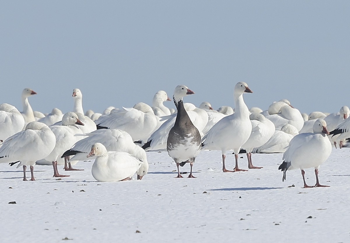 Oie des neiges - ML614854472