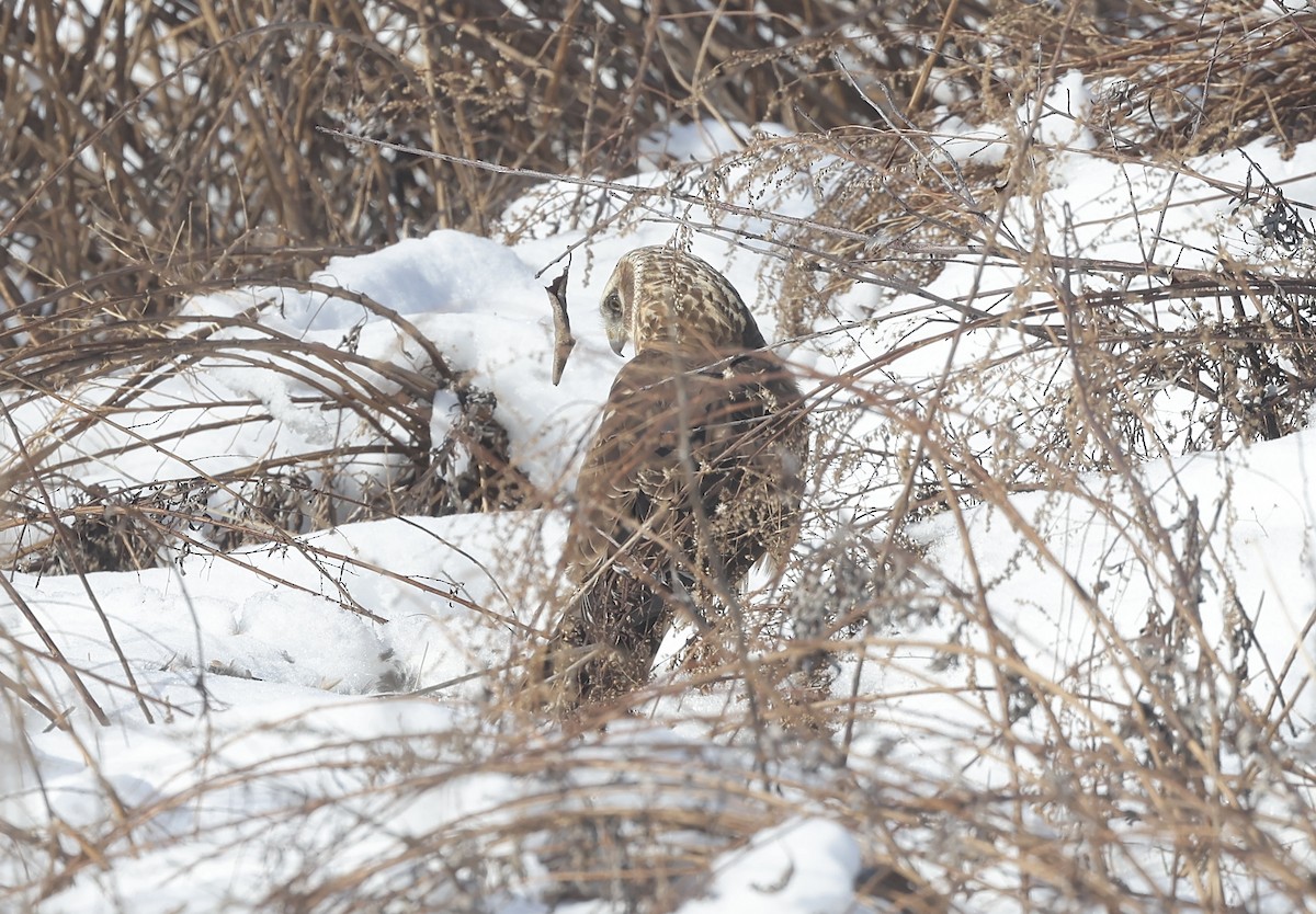 Northern Harrier - ML614854479