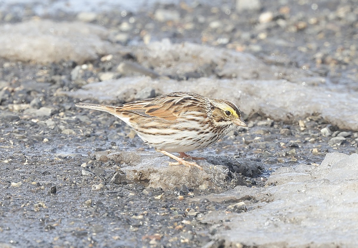 Savannah Sparrow - ML614854483