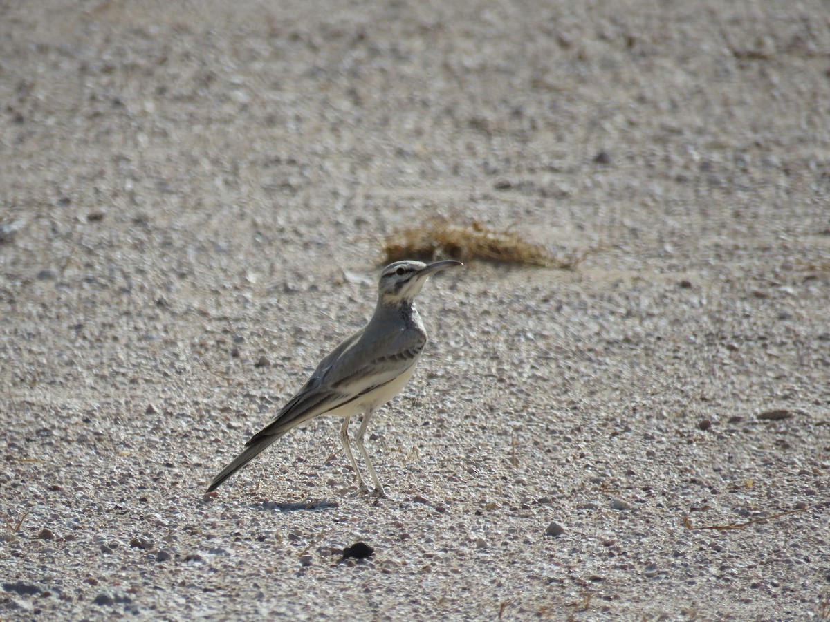 Greater Hoopoe-Lark - ML614854486