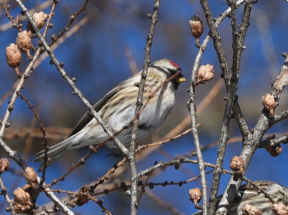 Common Redpoll - ML614854496