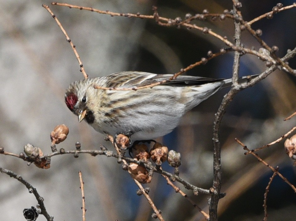 Common Redpoll - ML614854498