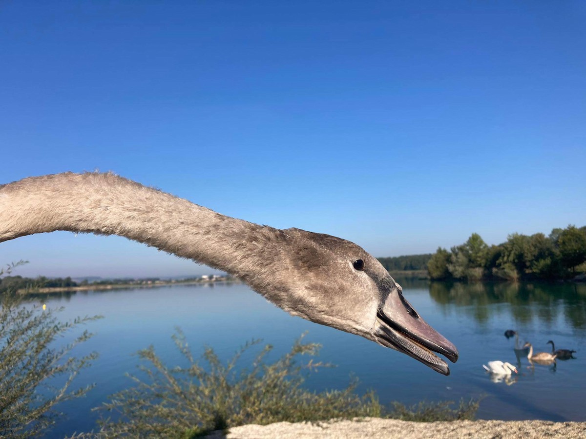 Cygne tuberculé - ML614854506