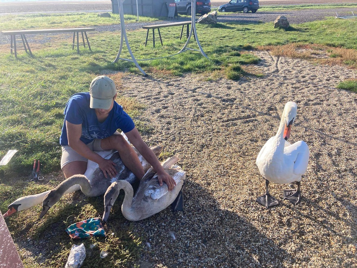 Mute Swan - ML614854507