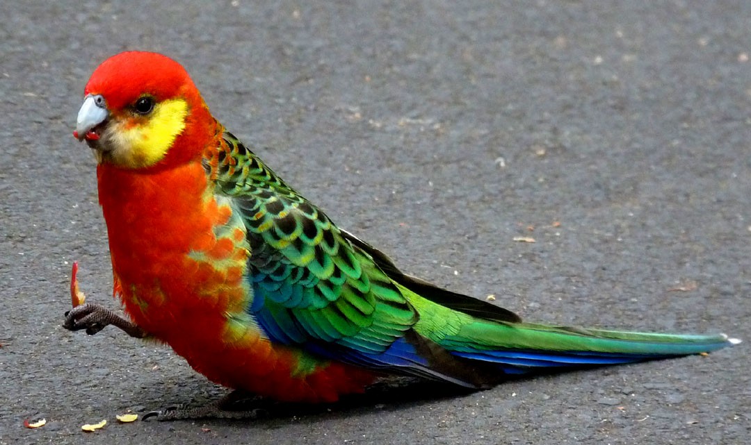 Western Rosella - ML614854528