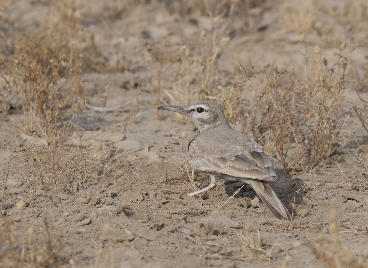 Greater Hoopoe-Lark - ML614854593