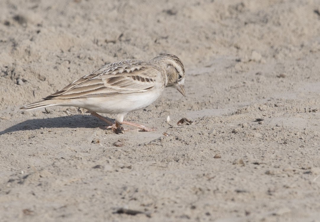 Greater Short-toed Lark - ML614854600