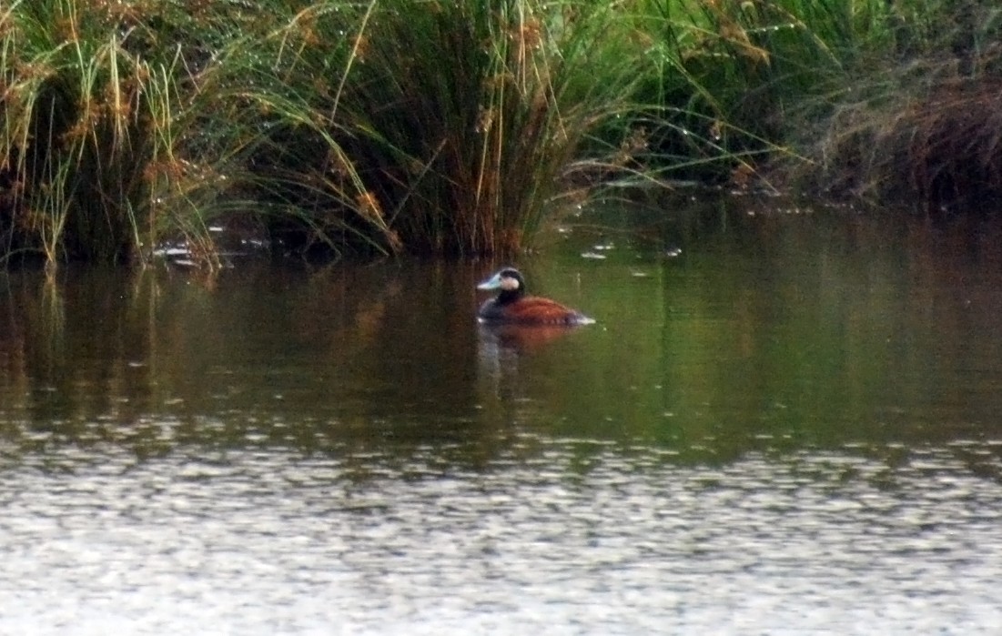 Ruddy Duck - ML61485461