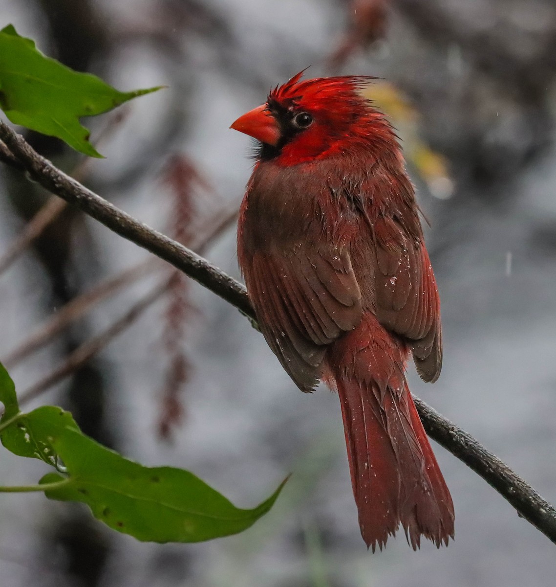 Northern Cardinal - ML614854709