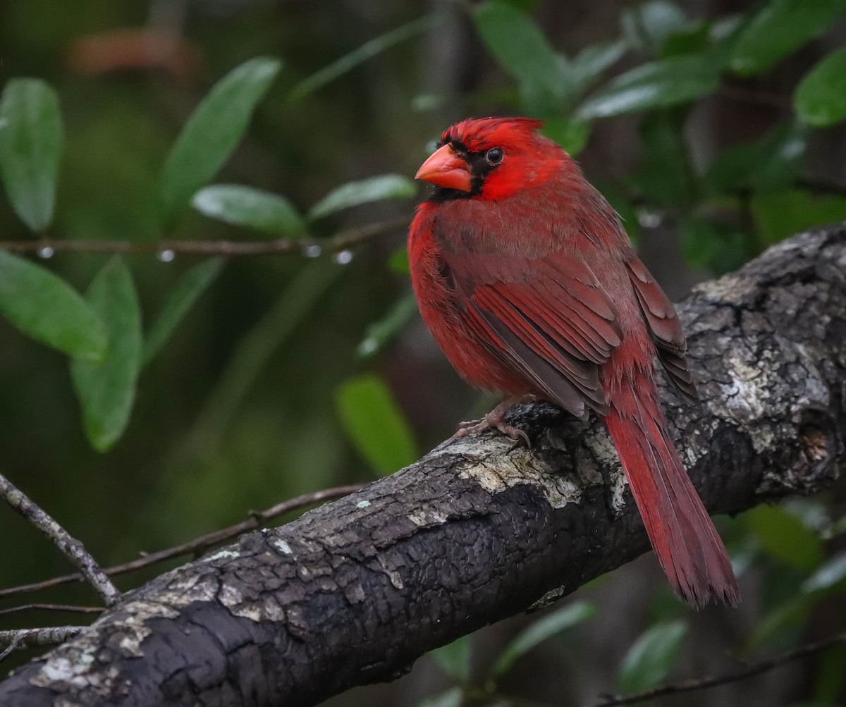 Northern Cardinal - ML614854712