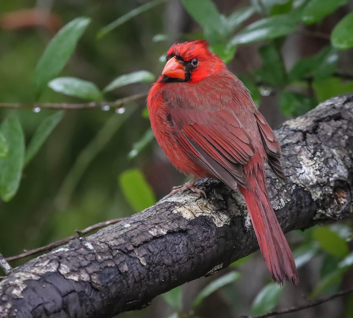 Northern Cardinal - ML614854719