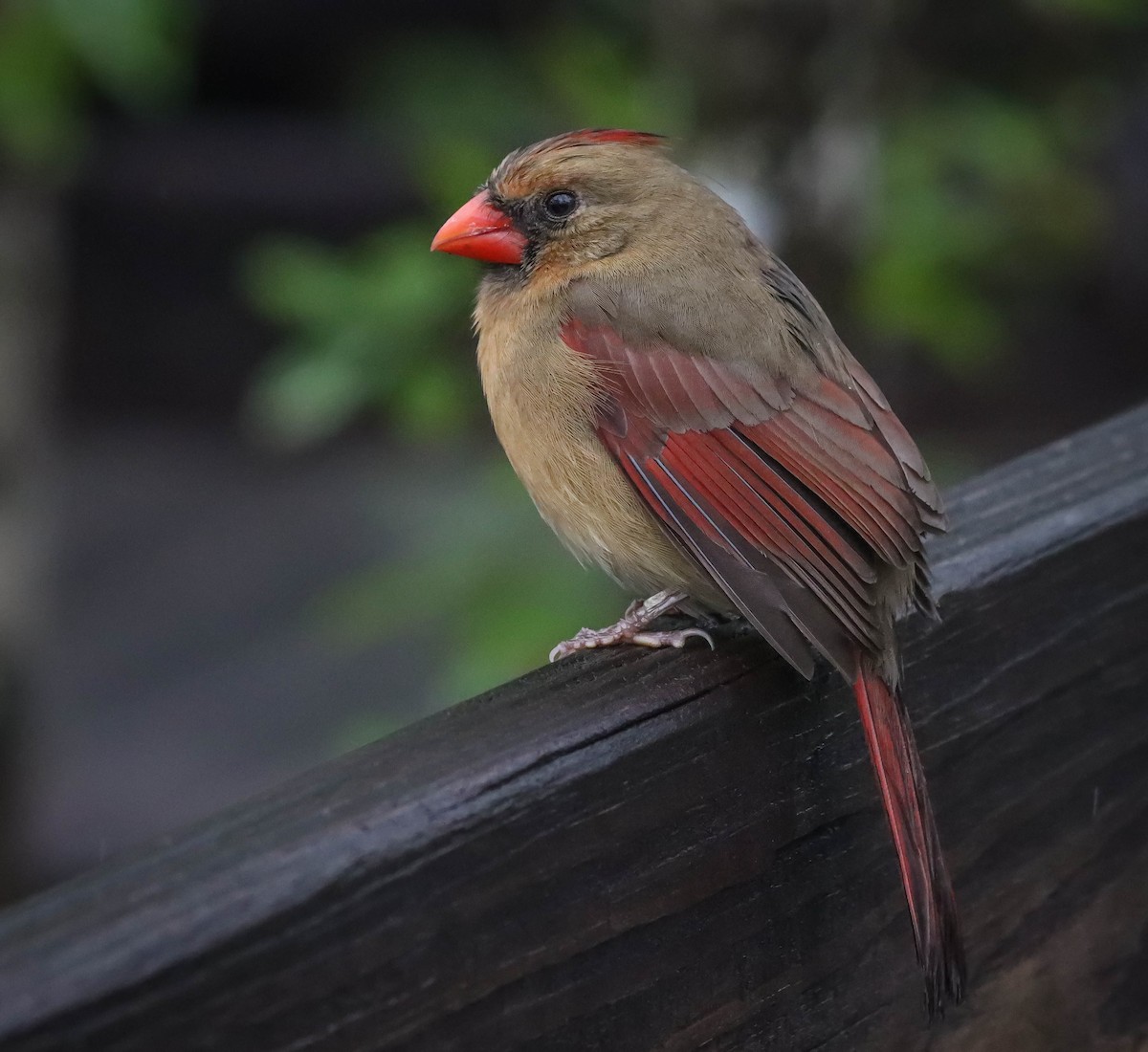 Northern Cardinal - ML614854727