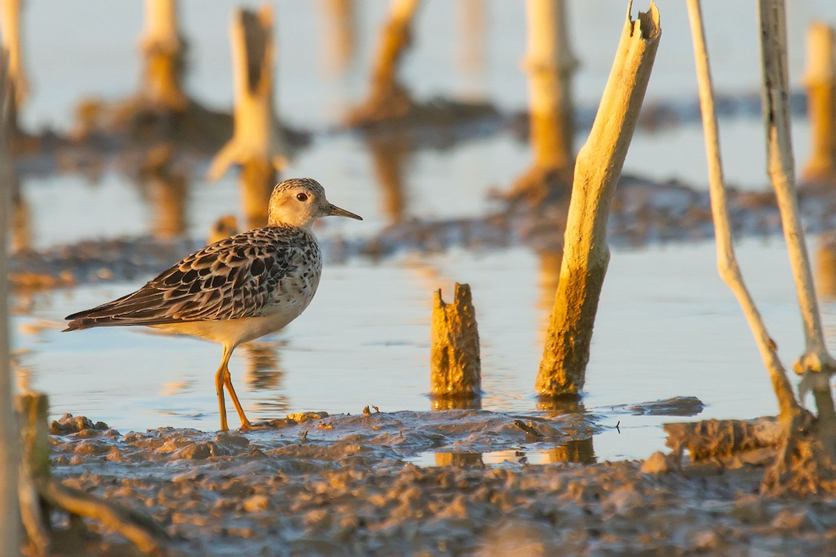 Buff-breasted Sandpiper - Jesús Lavedán Rodríguez