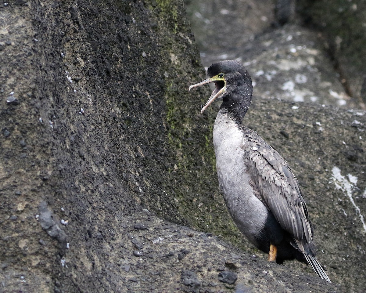 Pitt Island Shag - ML614854834