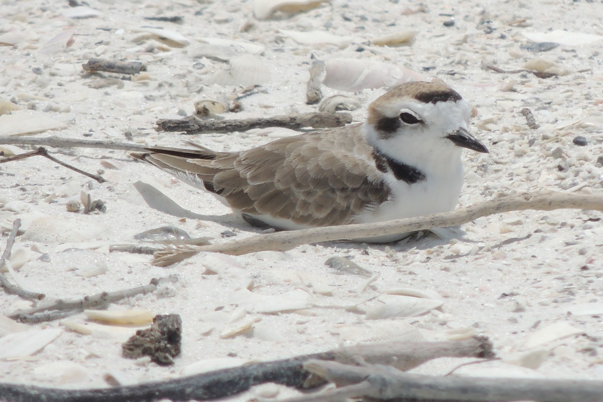 Snowy Plover - ML614854915