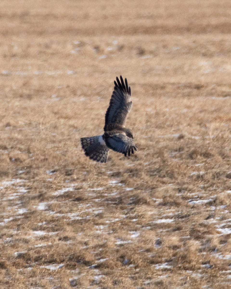 Northern Harrier - ML614854973