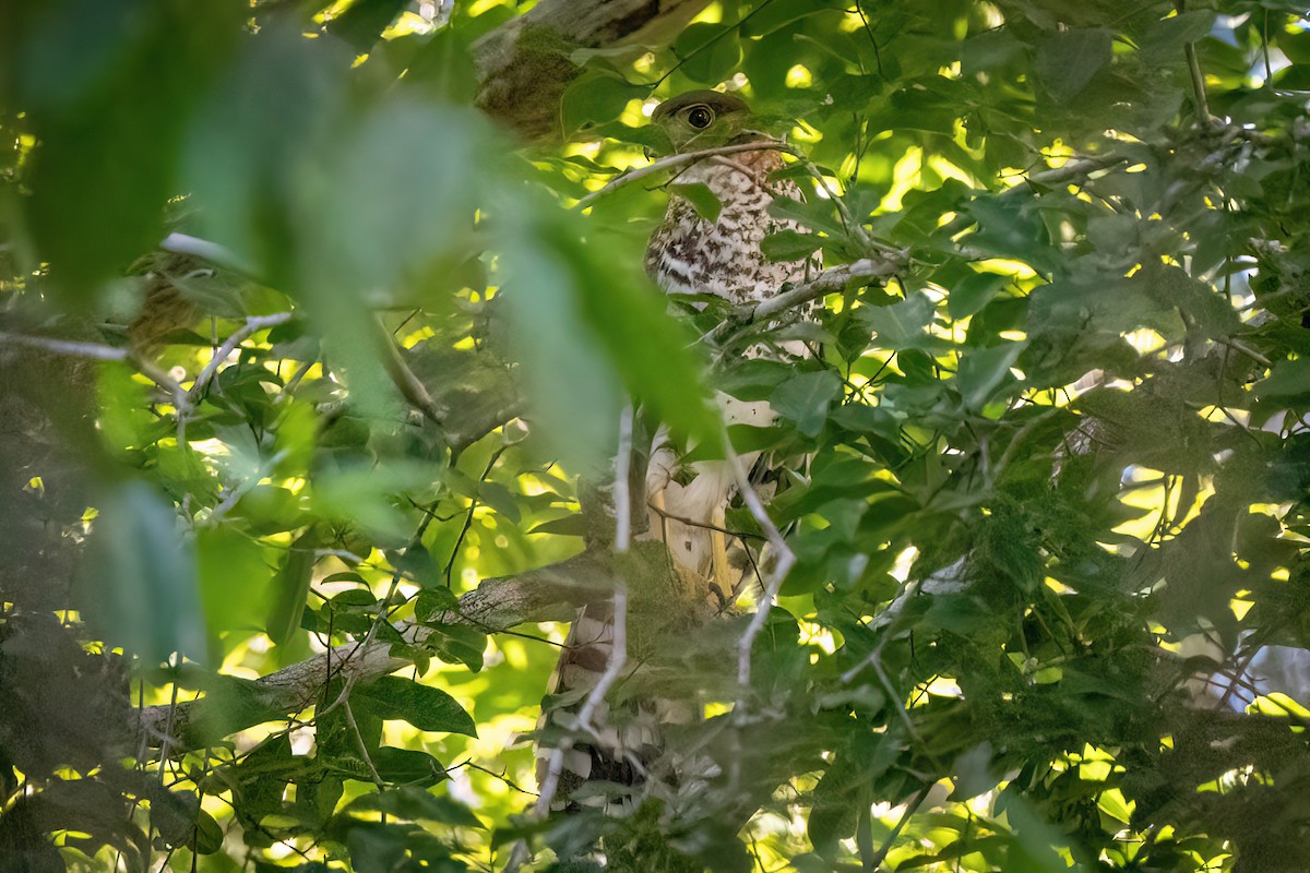 Collared Forest-Falcon - ML614855007