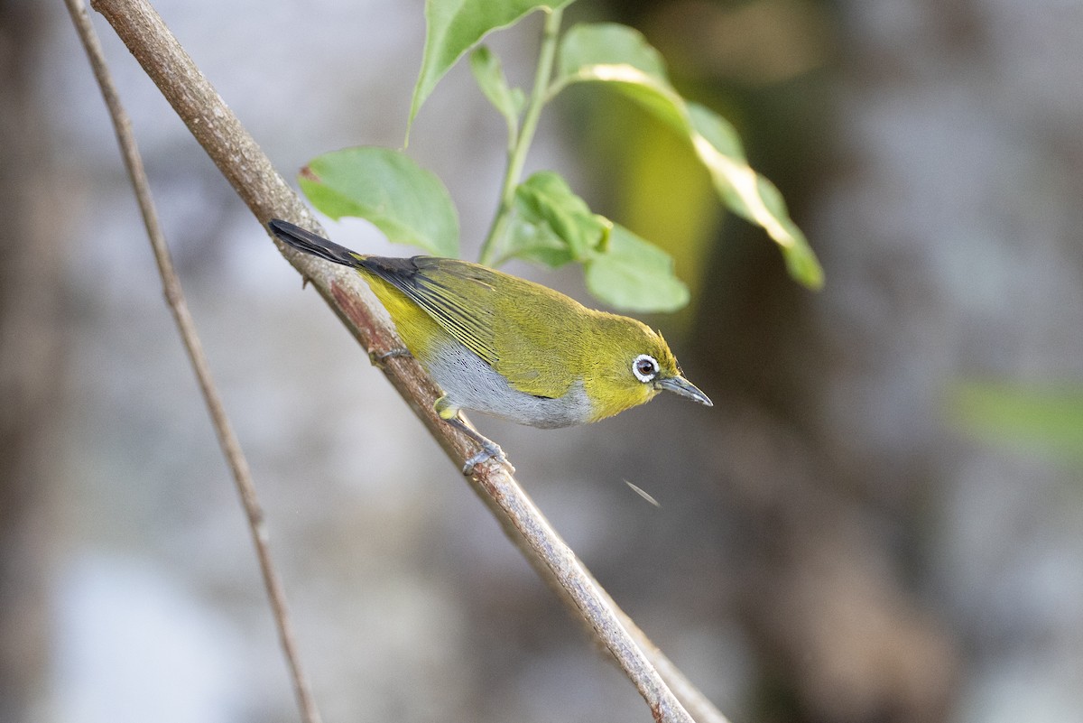 Hume's White-eye - ML614855040