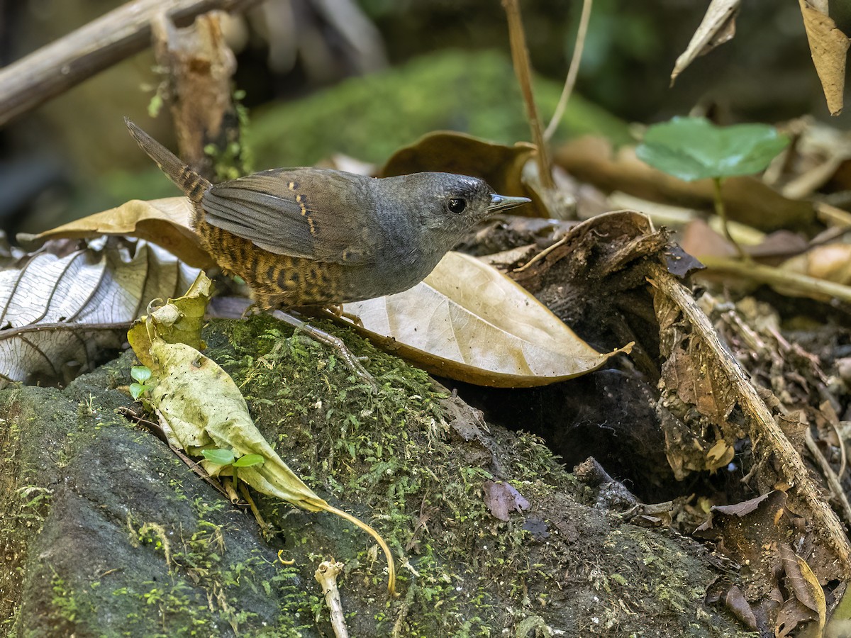 Santa-Marta-Tapaculo - ML614855109