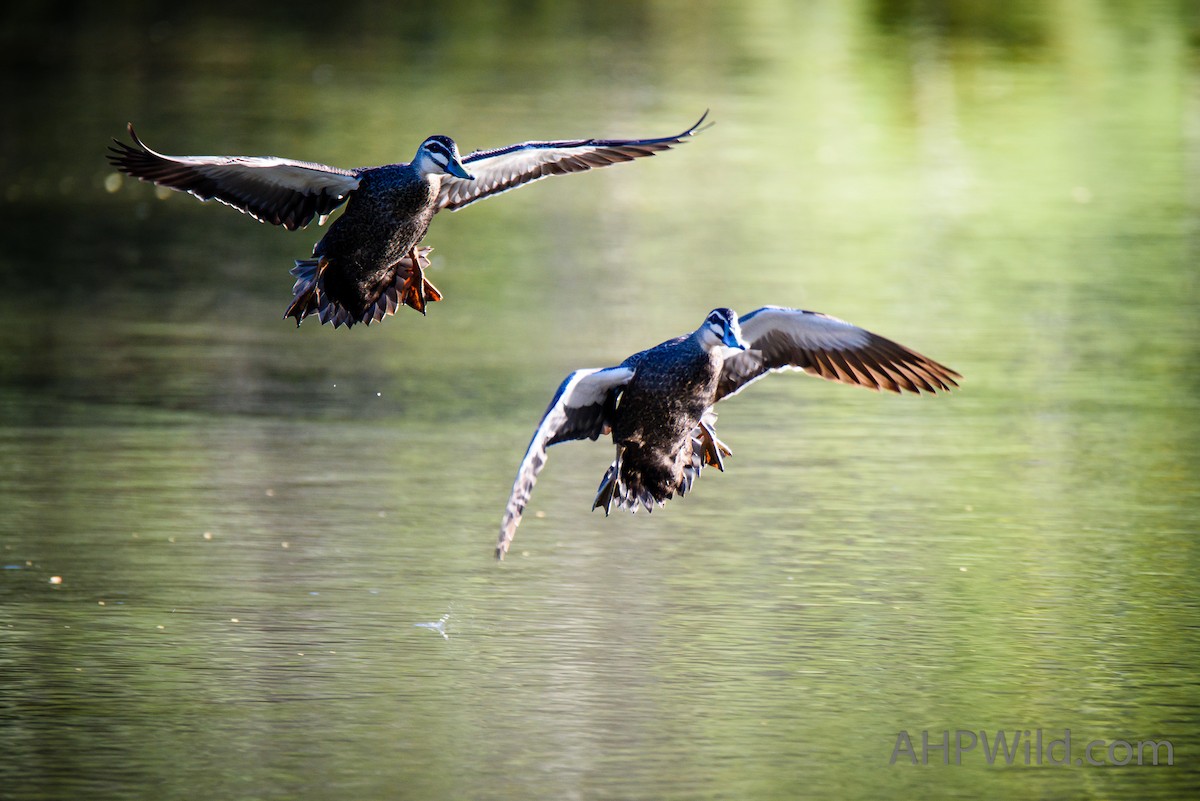 Pacific Black Duck - Adam Higgins