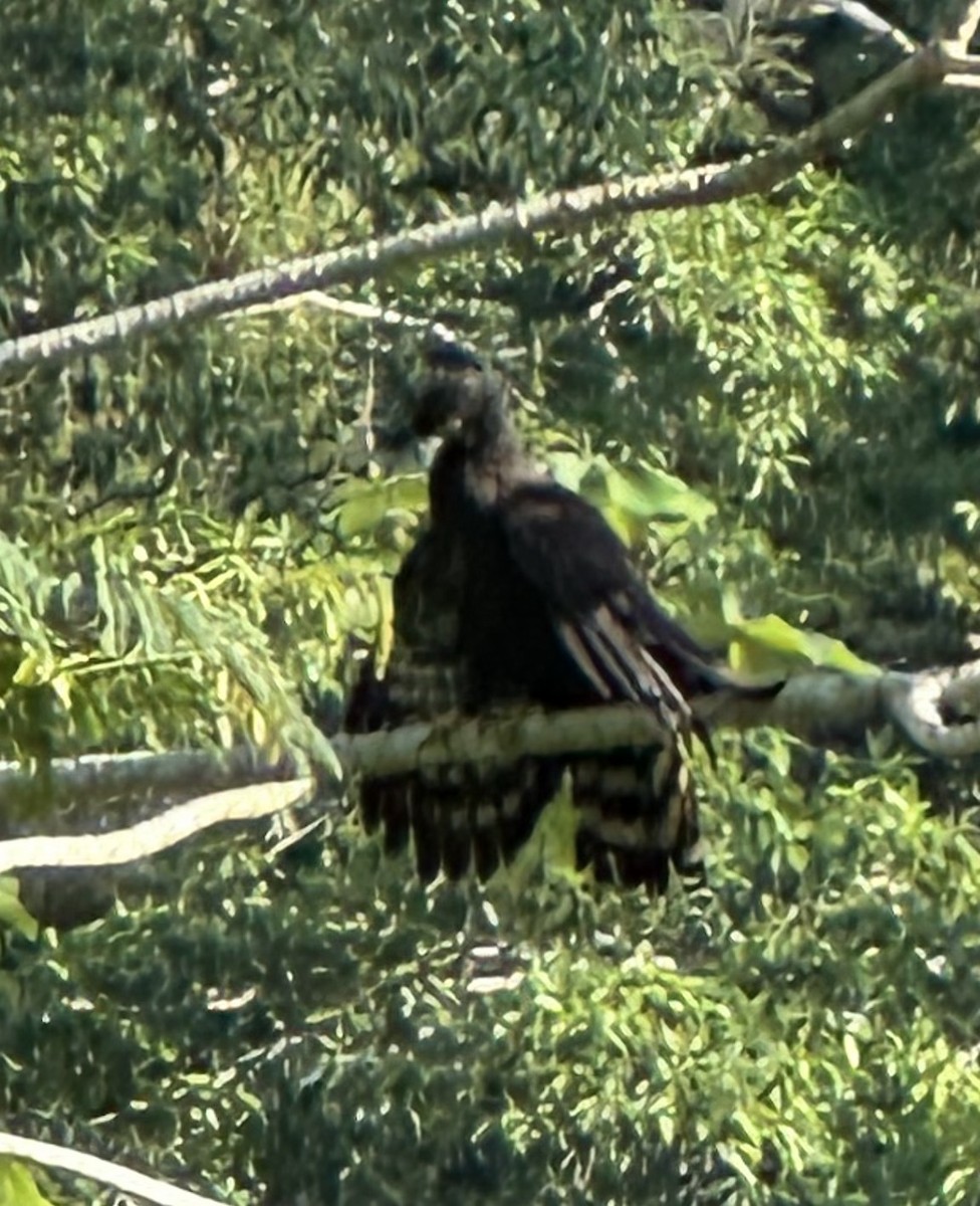 Águila Negra - ML614855130